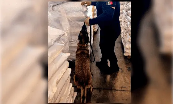 Decomisan en Lázaro Cárdenas, Michoacán, 27 toneladas de ácido tartárico procedente de Shanghái