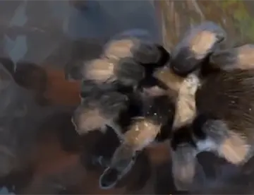 Profepa asegura 75 tarántulas y 20 tortugas que eran transportadas en camión de pasajeros en Chihuahua