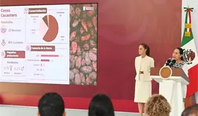95% de cobertura en Censo Cacaotero en Tabasco, reporta federaci&oacute;n