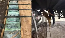 Decomisan casi 250 kilos de coca&iacute;na y fentanilo ocultos en un tr&aacute;iler en garita de Tijuana