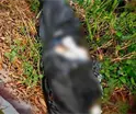 Localizan a persona embolsada en la rancher&iacute;a Lagartera