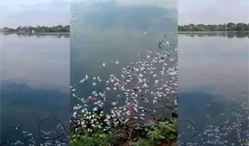 Se registra nueva mortandad de peces en laguna de Las Ilusiones