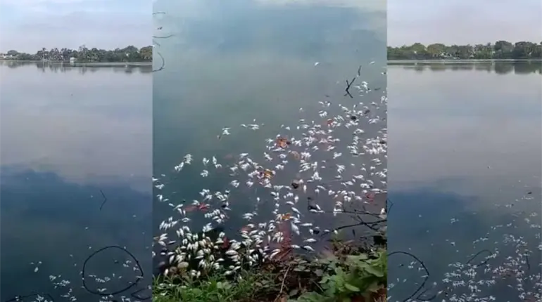 Se registra nueva mortandad de peces en laguna de Las Ilusiones