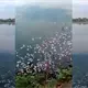 Se registra nueva mortandad de peces en laguna de Las Ilusiones