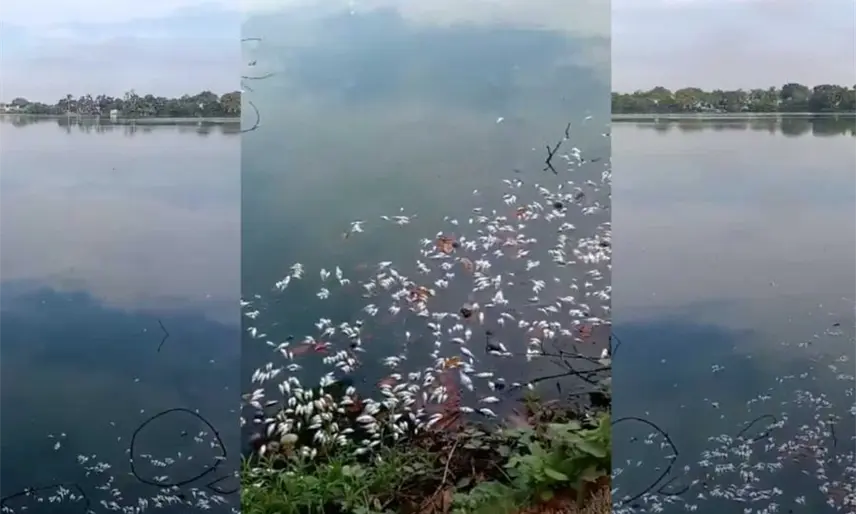 Se registra nueva mortandad de peces en laguna de Las Ilusiones