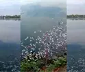 Se registra nueva mortandad de peces en la laguna de Las Ilusiones