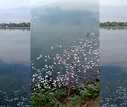 Se registra nueva mortandad de peces en la laguna de Las Ilusiones