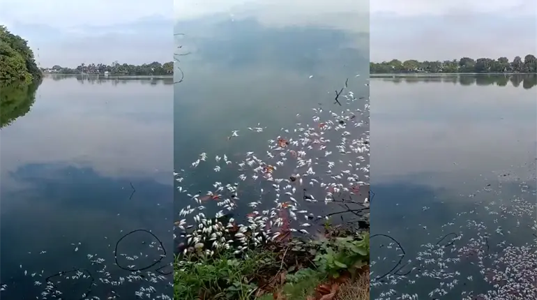 Se registra nueva mortandad de peces en la laguna de Las Ilusiones