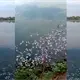 Se registra nueva mortandad de peces en la laguna de Las Ilusiones