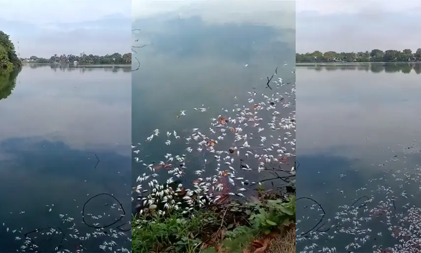Se registra nueva mortandad de peces en la laguna de Las Ilusiones