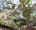Aseguran a cocodrilo en las instalaciones del Conalep en Macuspana