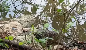 Aseguran a cocodrilo en las instalaciones del Conalep en Macuspana