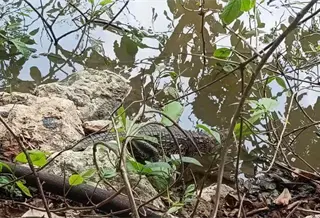 Aseguran a cocodrilo en las instalaciones del Conalep en Macuspana