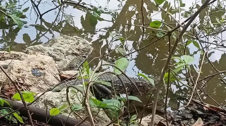 Aseguran a cocodrilo en las instalaciones del Conalep en Macuspana