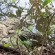 Aseguran a cocodrilo en las instalaciones del Conalep en Macuspana