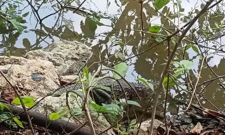 Aseguran a cocodrilo en las instalaciones del Conalep en Macuspana