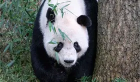 Ping Ping y Fu Shuang llegan a Atlanta tras nuevo acuerdo entre China y EE. UU.