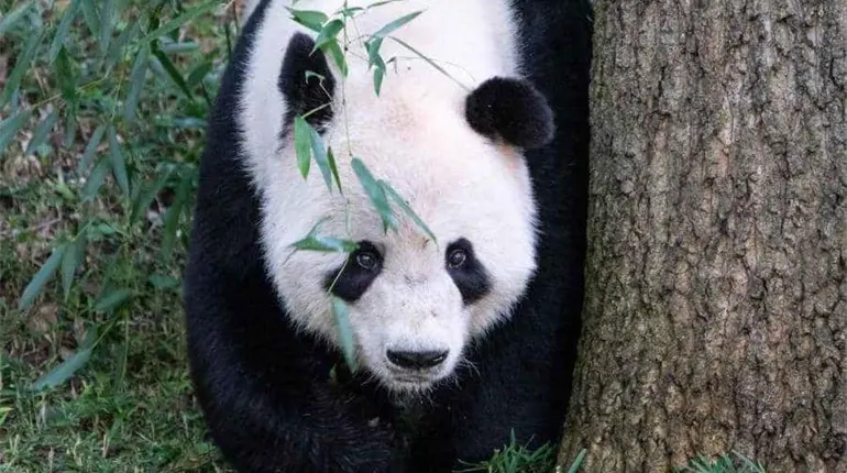 Ping Ping y Fu Shuang llegan a Atlanta tras nuevo acuerdo entre China y EE. UU.