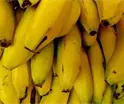 Investiga gobierno presunto ingreso ilegal de banano en Tabasco
