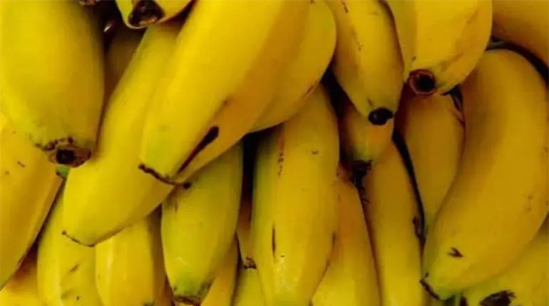 Investiga gobierno presunto ingreso ilegal de banano en Tabasco