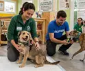 Ley de Bienestar Animal es "novedosa" asegura SEMARNAT