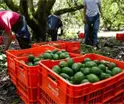 Sheinbaum anuncia acuerdos para aumentar la exportaci&oacute;n de aguacate a EE. UU.