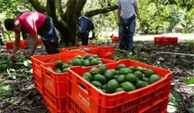Sheinbaum anuncia acuerdos para aumentar la exportaci&oacute;n de aguacate a EE. UU.