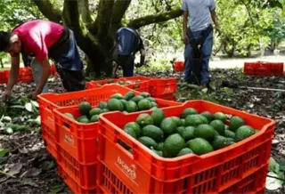 Sheinbaum anuncia acuerdos para aumentar la exportaci&oacute;n de aguacate a EE. UU.