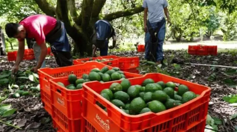 Sheinbaum anuncia acuerdos para aumentar la exportaci&oacute;n de aguacate a EE. UU.