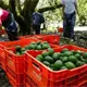 Sheinbaum anuncia acuerdos para aumentar la exportaci&oacute;n de aguacate a EE. UU.