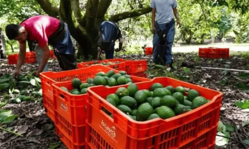 Sheinbaum anuncia acuerdos para aumentar la exportación de aguacate a EE. UU.