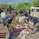 Incinera FGR m&aacute;s de 600 kilos de drogas en Tabasco