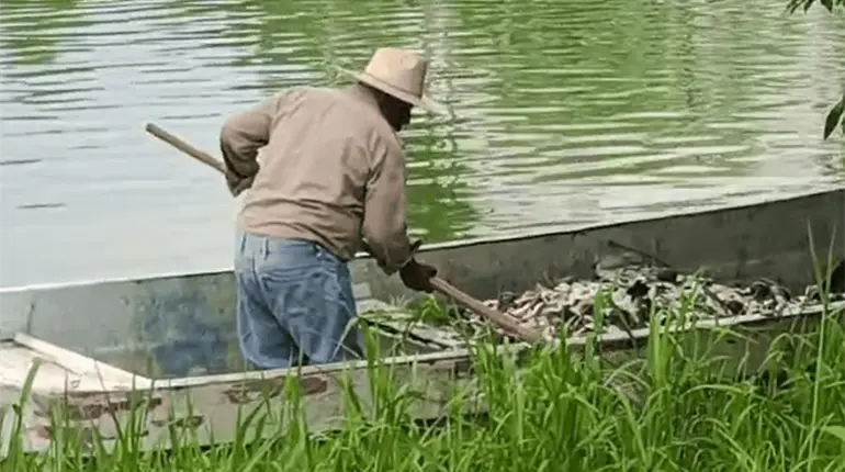 Se registra nueva mortandad de peces en la laguna de &acute;Las Ilusiones&acute; a la altura de la Magisterial