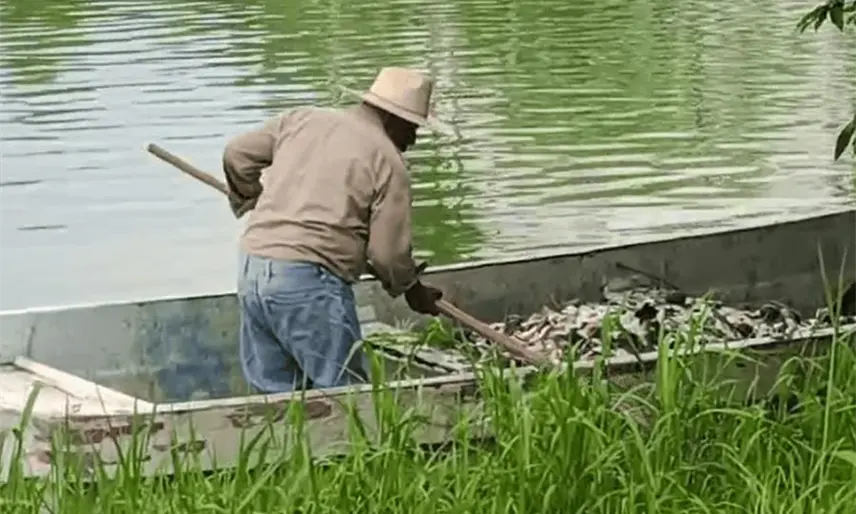 Se registra nueva mortandad de peces en la laguna de ´Las Ilusiones´ a la altura de la Magisterial