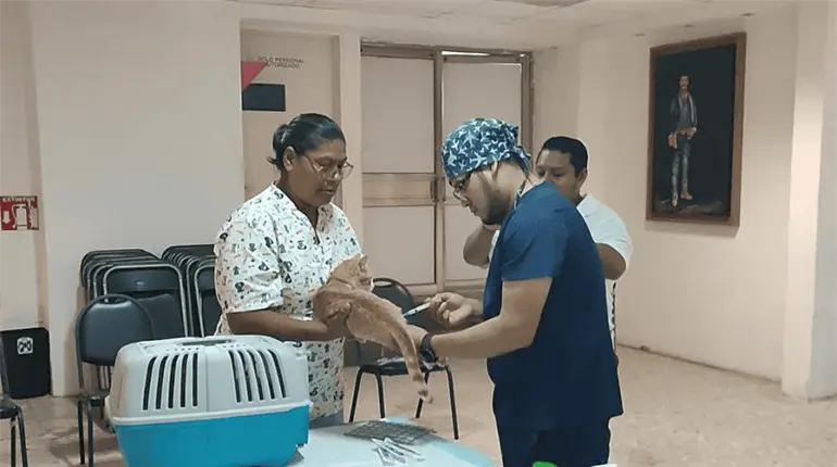 Esterilizan a m&aacute;s de 50 perros y gatos en primera jornada de salud animal del PRI Tabasco