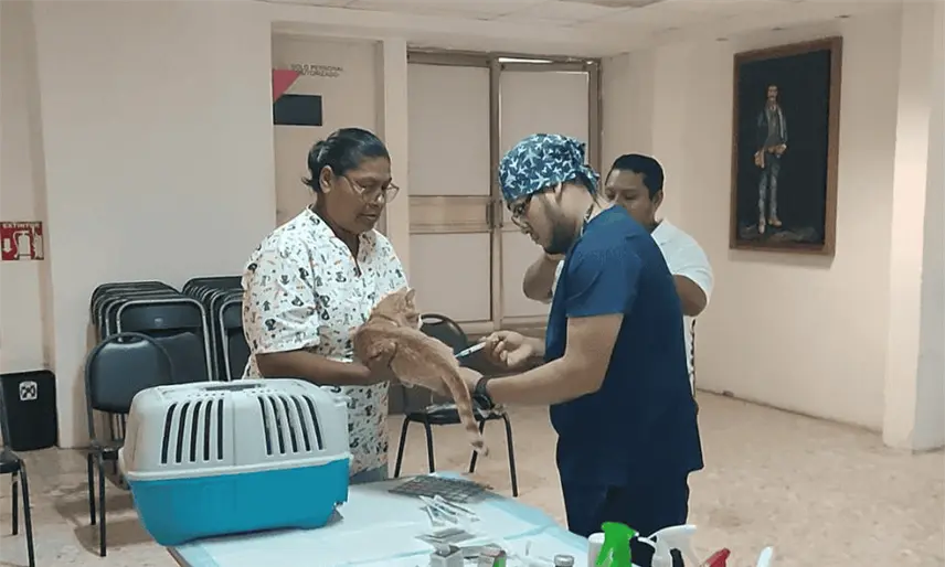 Esterilizan a más de 50 perros y gatos en primera jornada de salud animal del PRI Tabasco