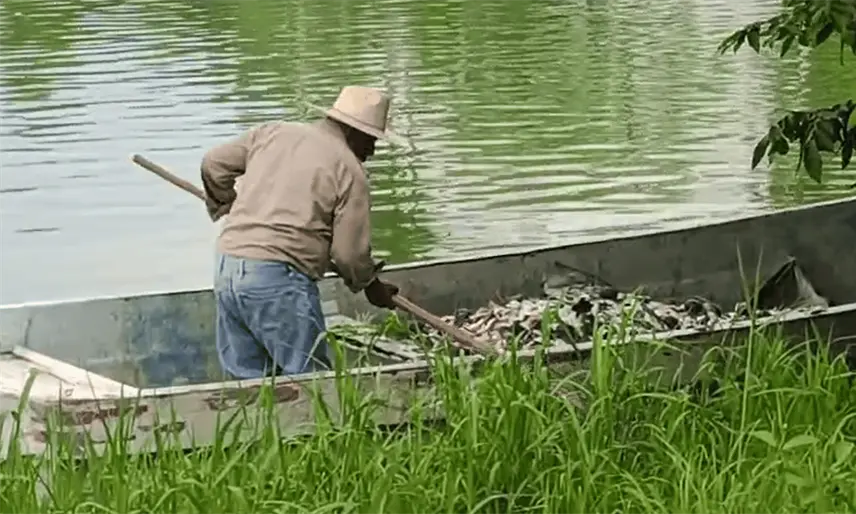 Se registra nueva mortandad de peces en la Laguna de las Ilusiones a la altura de la Magisterial