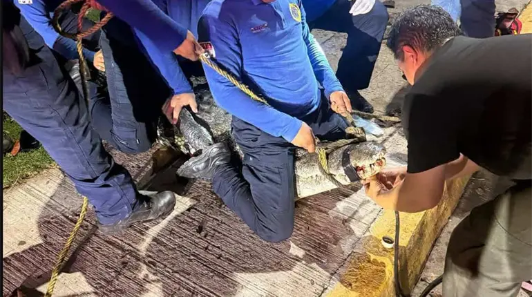 Libera Protecci&oacute;n Civil de Centro a cocodrilo captado en la Laguna de las Ilusiones con un cable en el cuello