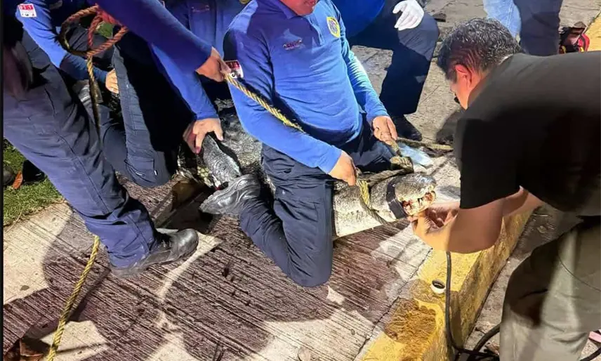 Libera Protección Civil de Centro a cocodrilo captado en la Laguna de las Ilusiones con un cable en el cuello