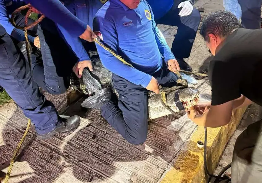 Libera Protecci&oacute;n Civil de Centro a cocodrilo captado en la Laguna de las Ilusiones con un cable en el cuello