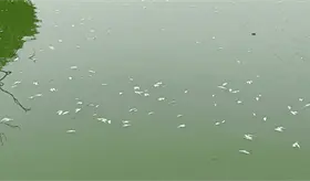 UJAT descarta suspender clases tras fuertes olores en laguna por mortandad de peces
