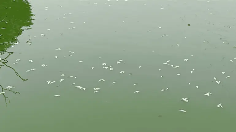UJAT descarta suspender clases tras fuertes olores en laguna por mortandad de peces