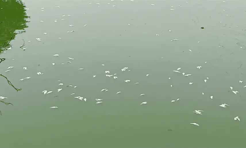 UJAT descarta suspender clases tras fuertes olores en laguna por mortandad de peces
