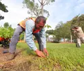 Siembra Ayuntamiento de Centro 500 guayacanes y macuil&iacute;es en espacios p&uacute;blicos como parte de la Jornada de Reforestaci&oacute;n