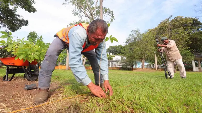 Siembra Ayuntamiento de Centro 500 guayacanes y macuil&iacute;es en espacios p&uacute;blicos como parte de la Jornada de Reforestaci&oacute;n
