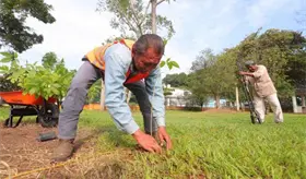 Siembra Centro 500 guayacanes y macuil&iacute;es en espacios p&uacute;blicos como parte de la Jornada de Reforestaci&oacute;n