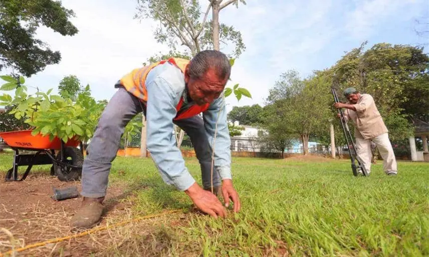 Siembra Centro 500 guayacanes y macuilíes en espacios públicos como parte de la Jornada de Reforestación