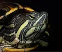 Alertan sobre riesgo de escasez de tortugas en Tabasco por destrucci&oacute;n de su h&aacute;bitat