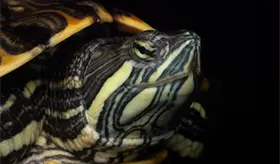 Alertan investigadoras de la UJAT sobre riesgo de escasez de las tortugas en Tabasco