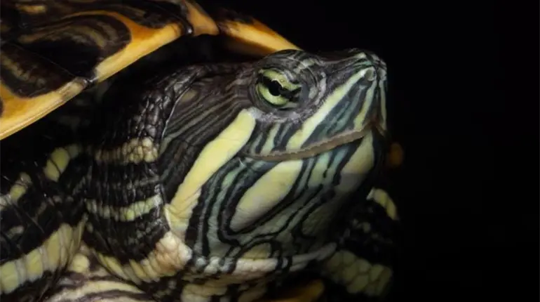 Alertan investigadoras de la UJAT sobre riesgo de escasez de las tortugas en Tabasco